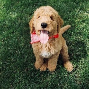 Meet your Posher, Faith